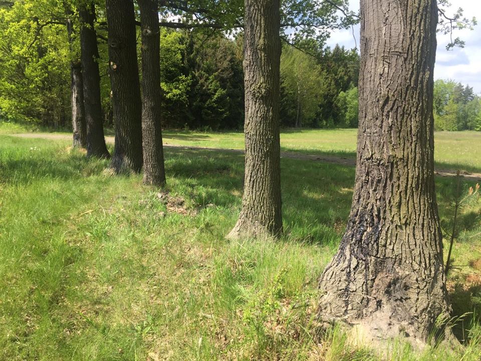 Sommerliche Eindrücke aus dem Lehrrevier 